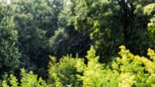 rain falling on blurry green forest background with direct sunlight.