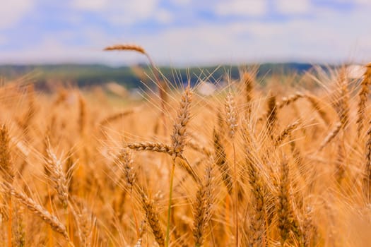 Yellow barley field at daytime under direct sunlight closeup background with selective focus. Small stripe of cloudy sky on upper border.