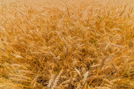 Yellow barley field at daytime under direct sunlight. Fully filled agriculture wide angle closeup background with selective focus and blur.