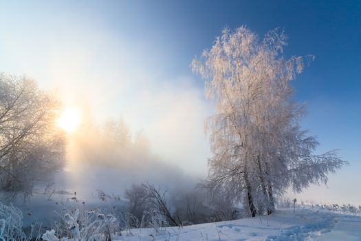foggy winter riverside at morning with sun shine between birch trees.