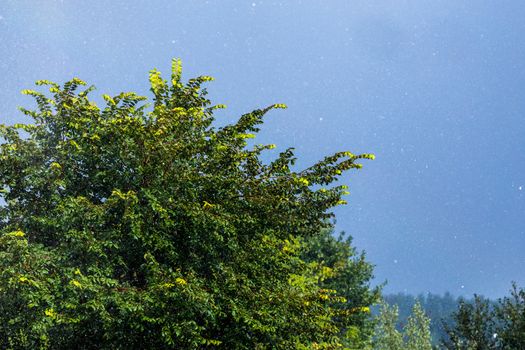 Tree foliage onder rain falling under sun. Short esposure telephoto close shot with selective focus and background blur.