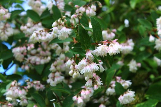 The picture shows beautiful jasmine in the garden