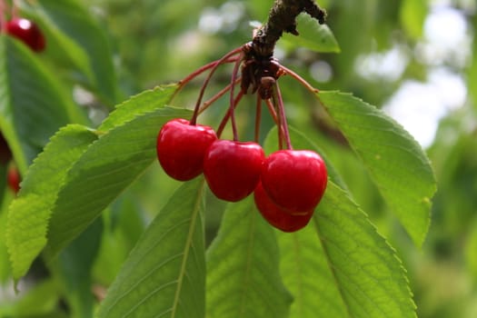 The picture shows unripe cherries on a cherry tree