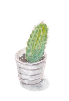 Cactus plant in pot. Isolated on white background. Watercolor hand drawn illustration.