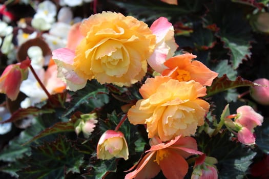 The picture shows blossoming begonia in the garden