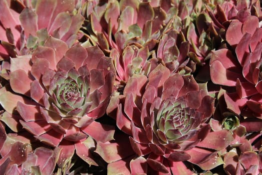 The picture shows beautiful houseleek in the garden