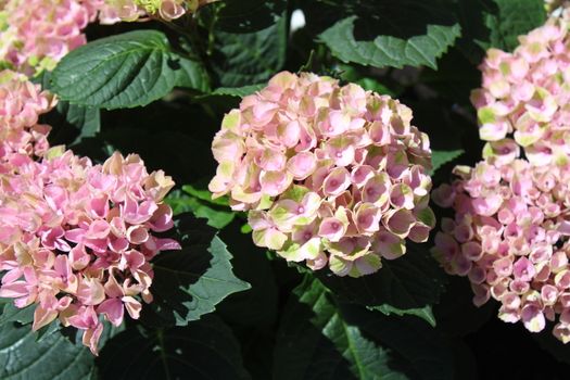 The picture shows pink hydrangea in the garden