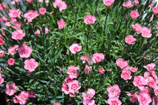 The picture shows pink carnation in the garden