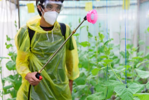 Farmer spraying the Insecticide in melon farm