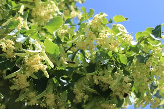 The picture shows a lime tree in the summer