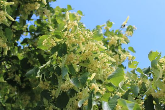The picture shows a lime tree in the summer