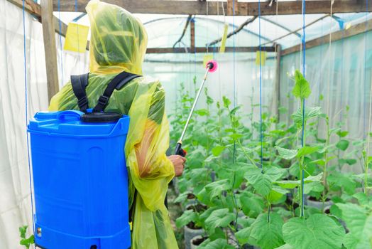 Farmer spraying the Insecticide in melon farm