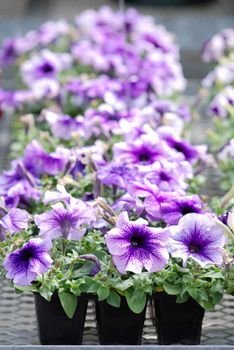 Petunia ,Petunias in the tray,Petunia in the pot, Mixed color petunia, blue shade 