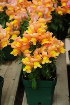 colorful Snapdragon (Antirrhinum majus) blooming in the garden background with selective focus, cut flowers