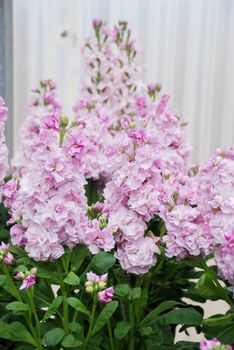 Matthiola incana flower, stock flowers, cut flowers in nursery, full bloom. Pink Matthiola