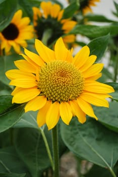 Helianthus annuus, small and potted sunflowers. dwarf helianthus, small flower size