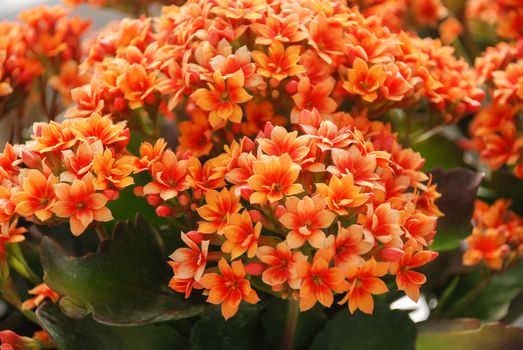 Kalanchoe plant with orange flowers, Kalanchoe blossfeldiana, potted Kalanchoe