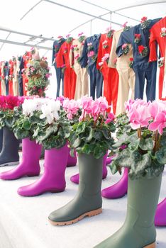 Cyclamen with a boot pot in the nursery. Flower greenhouse. Primulaceae Family. Cyclamen persicum