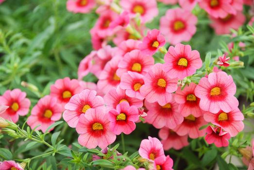 Petunia, Petunias in the tray,Petunia in the pot, Rose pink petunia