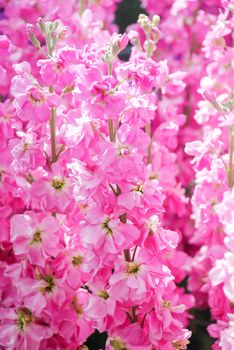 Matthiola incana flower, stock flowers, cut flowers in nursery, full bloom. Pink Matthiola