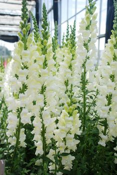 colorful Snapdragon (Antirrhinum majus) blooming in the garden background with selective focus, cut flowers