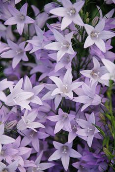 Purple Campanula flowers. Macro of flowers Campanula Portenschlagiana in blue potted