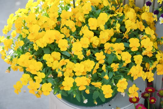 Yellow Flower Pansies closeup of colorful pansy flowers, a pot plant.