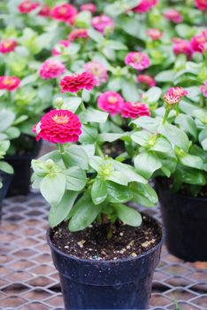 Zinnia growing in a pot with a shallow focus, dwarf zinnia flowers