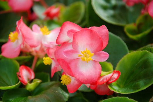 Salmon Pink Begonias, semperflorens begonias in the garden, potted begonia