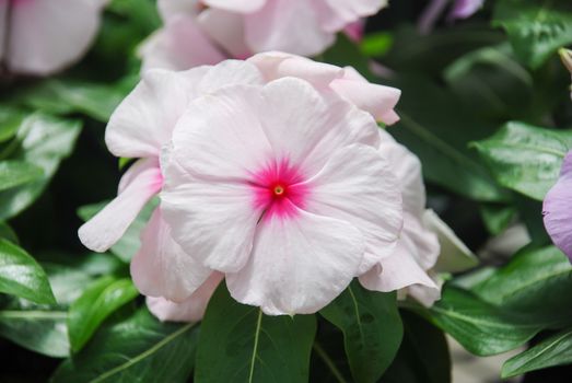 foliage vinca flowers, white with polkadot vinca flowers (Madagascar periwinkle), potted vinca