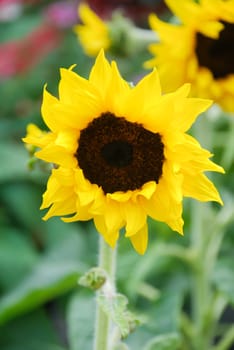 Helianthus annuus, small and potted sunflowers. dwarf helianthus, small flower size