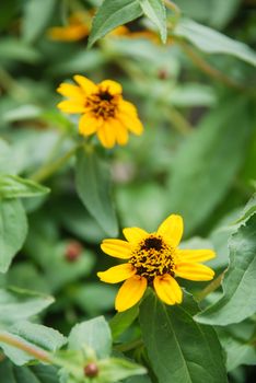 Zinnia growing in a pot with a shallow focus, dwarf zinnia flowers