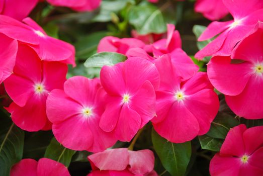 foliage vinca flowers, rose vinca flowers (Madagascar periwinkle), potted vinca