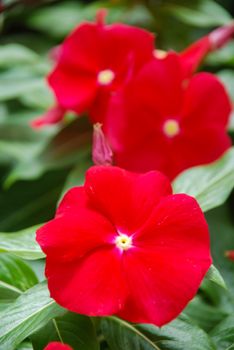 foliage vinca flowers, red vinca flowers (Madagascar periwinkle), potted vinca