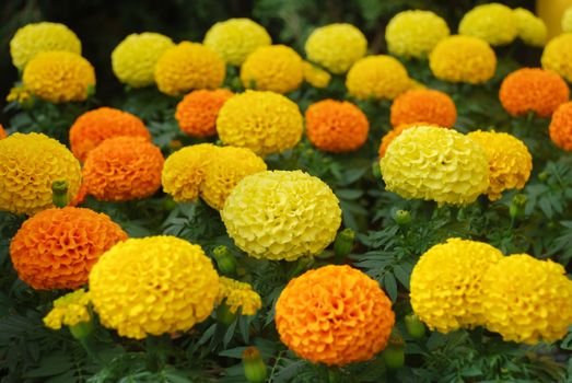 Marigolds Mixed Color (Tagetes erecta, Mexican marigold, Aztec marigold, African marigold), marigold pot plant