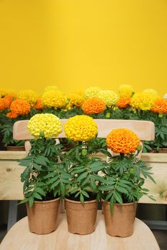 Marigolds Mixed Color (Tagetes erecta, Mexican marigold, Aztec marigold, African marigold), marigold pot plant