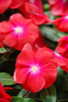 foliage vinca flowers, rose vinca flowers (Madagascar periwinkle), potted vinca