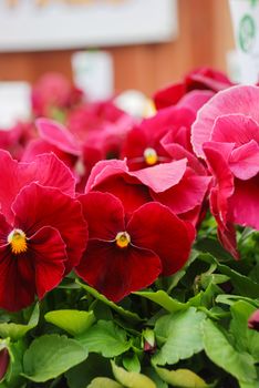 Red Flower Pansies closeup of colorful pansy flowers, a pot plant