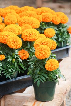 Marigolds Orange Color (Tagetes erecta, Mexican marigold, Aztec marigold, African marigold), marigold pot plant 