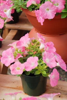 Pink Petunia, Petunias in the black pot, Pink petunia on a wood shelf. Selective focus.