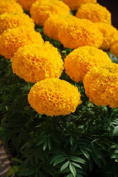 Marigolds Gold Color (Tagetes erecta, Mexican marigold, Aztec marigold, African marigold), marigold pot plant