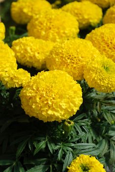 Marigolds Yellow Color (Tagetes erecta, Mexican marigold, Aztec marigold, African marigold), marigold pot plant