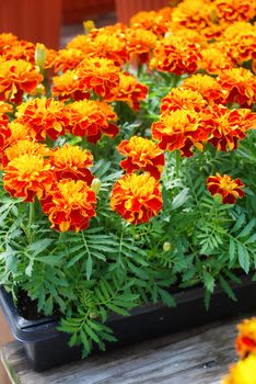 Tagetes patula French marigold in bloom, orange yellow flowers, green leaves, pot plant