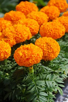 Marigolds Orange Color (Tagetes erecta, Mexican marigold, Aztec marigold, African marigold), marigold pot plant