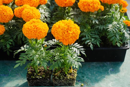 Marigolds Orange Color (Tagetes erecta, Mexican marigold, Aztec marigold, African marigold), marigold pot plant with roots