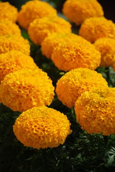 Marigolds Gold Color (Tagetes erecta, Mexican marigold, Aztec marigold, African marigold), marigold pot plant