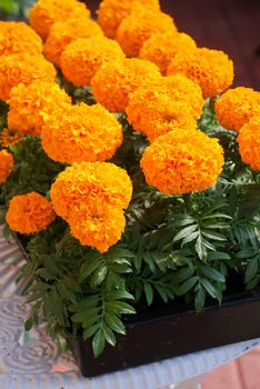 Marigolds Orange Color (Tagetes erecta, Mexican marigold, Aztec marigold, African marigold), marigold pot plant