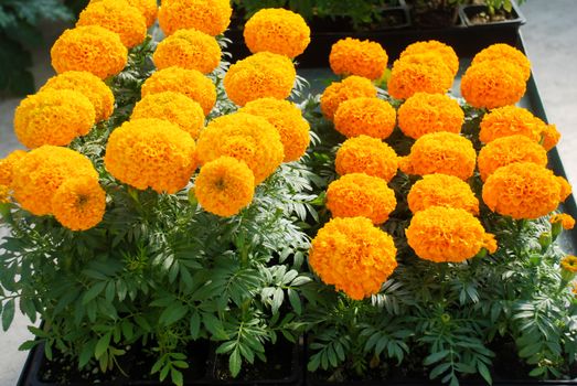 Marigolds Orange Color (Tagetes erecta, Mexican marigold, Aztec marigold, African marigold), marigold pot plant