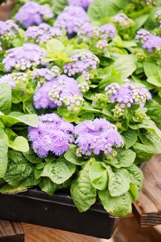 Ageratum, purple ageratum, pink pot plants in the black tray