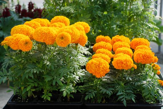 Marigolds Orange Color (Tagetes erecta, Mexican marigold, Aztec marigold, African marigold), marigold pot plant